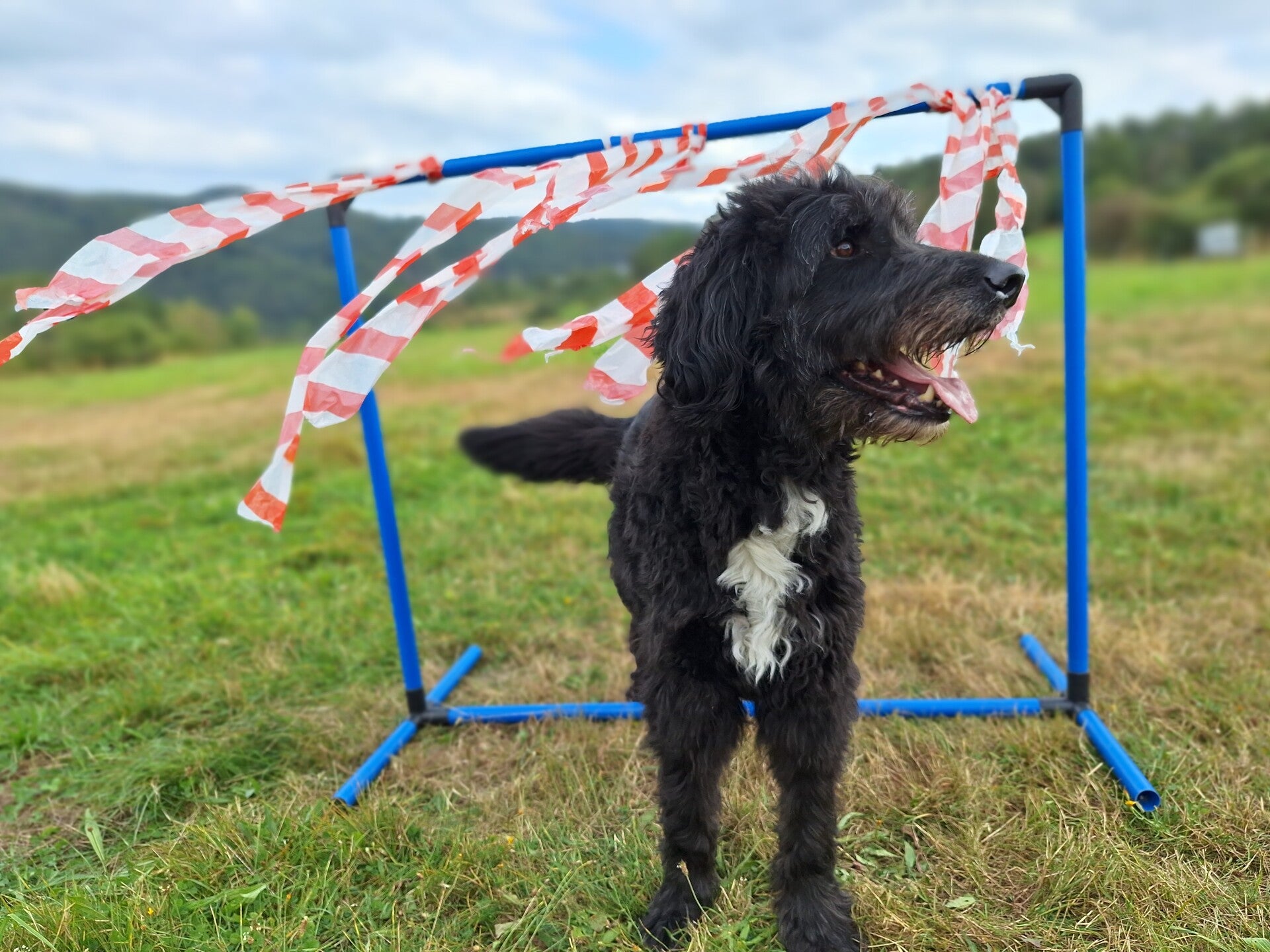 Mensch-Hund-Schule Dillkreis, Beschäftigung für Hunde,, Hütehund Jagdhund Familienhund großer Hund kleiner Hund, Apportieren, Auslastung Kopfarbeit  ausgeglichener Hund, Beziehungsarbeit  Dillenburg Donsbach Haiger Herborn