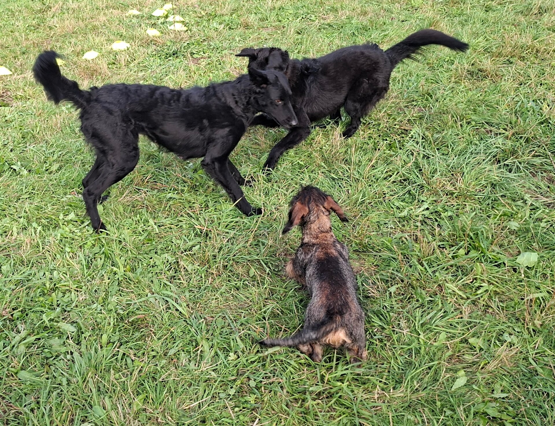 Gruppenhaltung  Mehrhundehaltung  Rudelhaltung  Zweithund Training mit  mehreren Hunden, Zweithund,, Probleme mit meinen Hunden in der Gruppe, mit mehreren Hunden spazieren gehen,  Gruppendynamik, Dillenburg Donsbach Hunde 