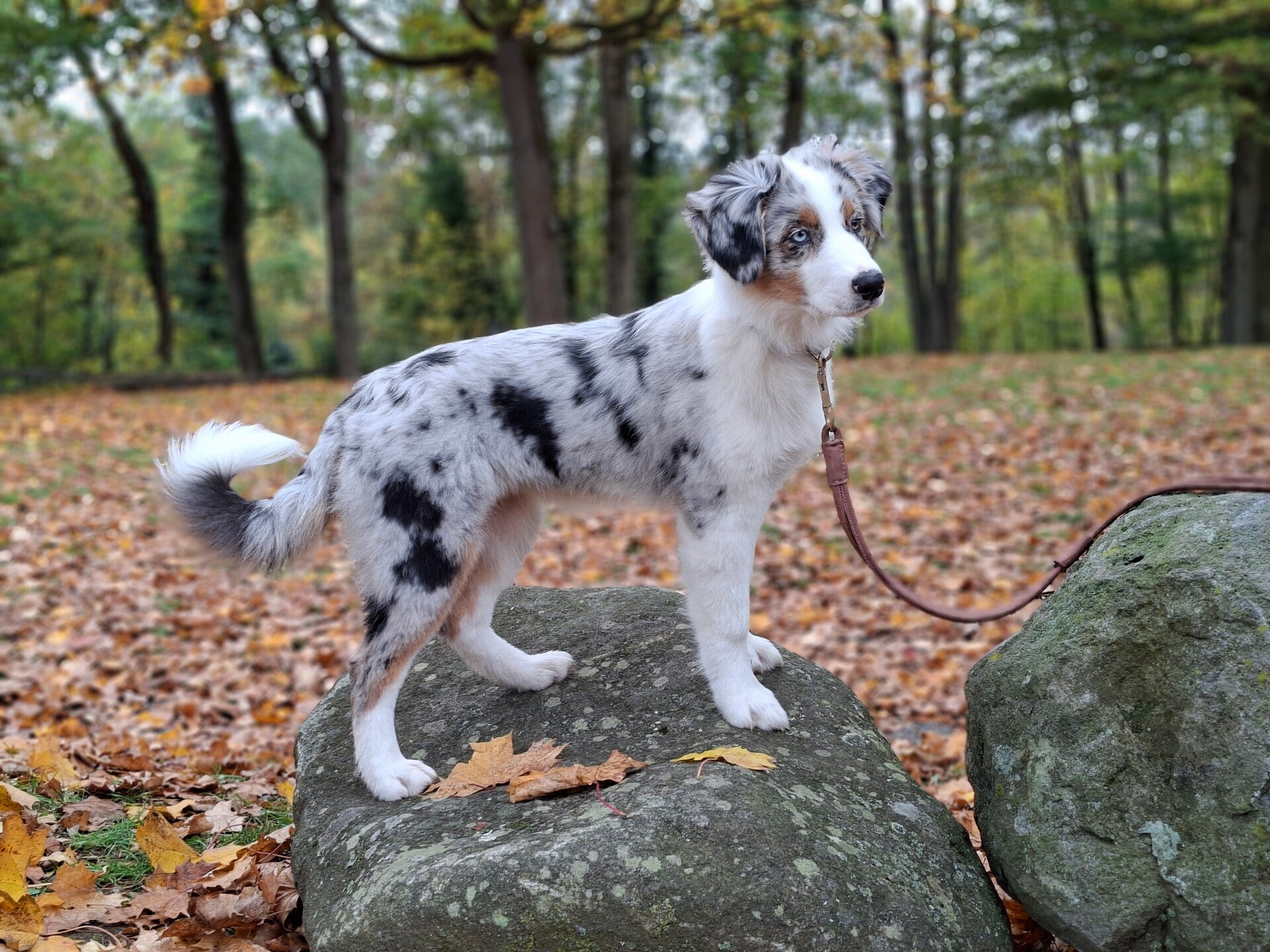 Australien Shepherd am Wilhelmsturm in Dillenburg. Alltagsbahes Hundetrainingin Dillenburg, Herborn und Haiger mit zertifizierter Hundeschule Rebekka Lotz von der Mensch-Hund-Schule Dillkreis. 