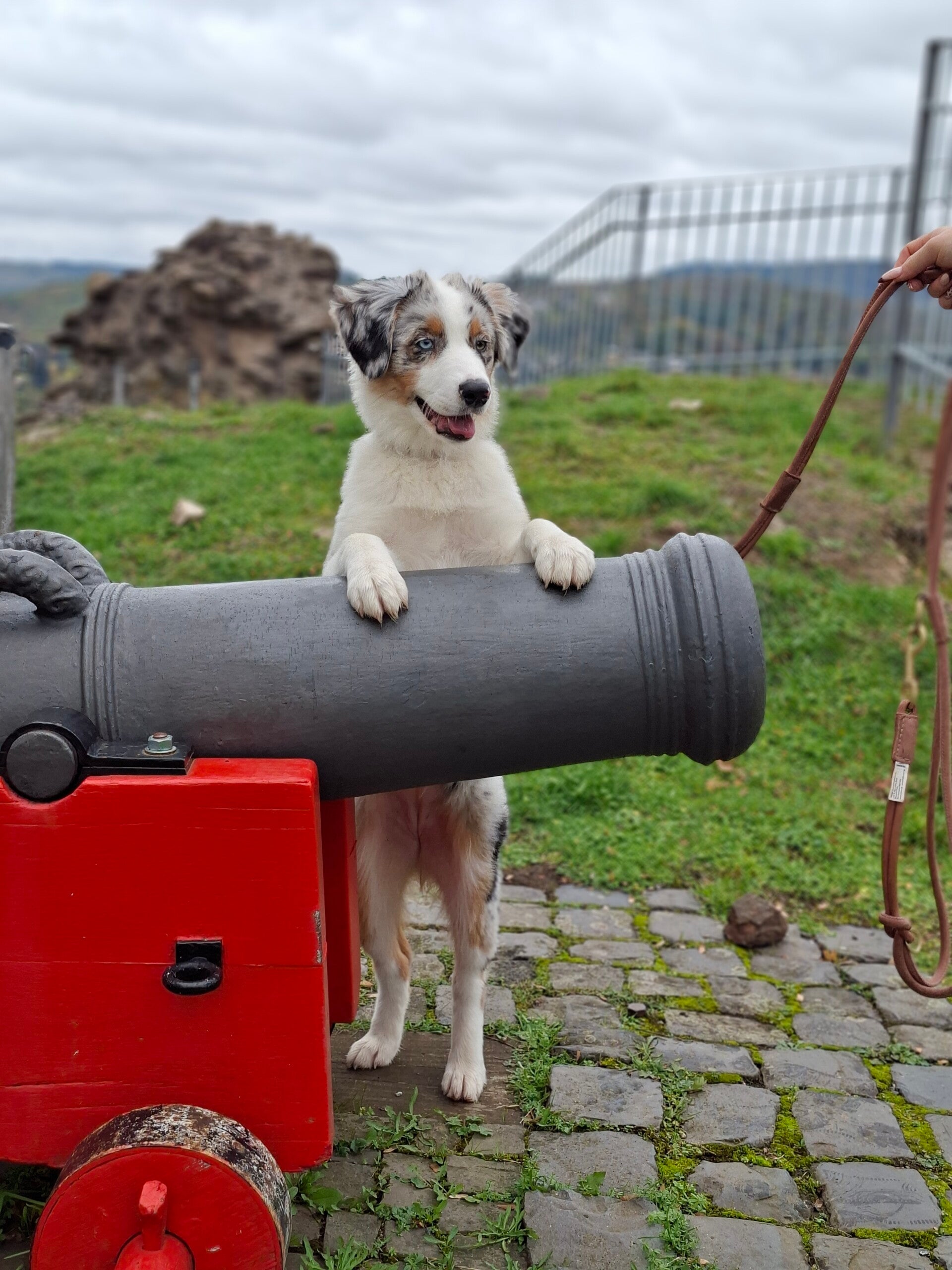 Junghund Pubertät Hund Dillenburg  mobile Hundeschule Junge Hunde, Hundeschule, Mensch-Hund-Schule Dillkreis,  LDK 