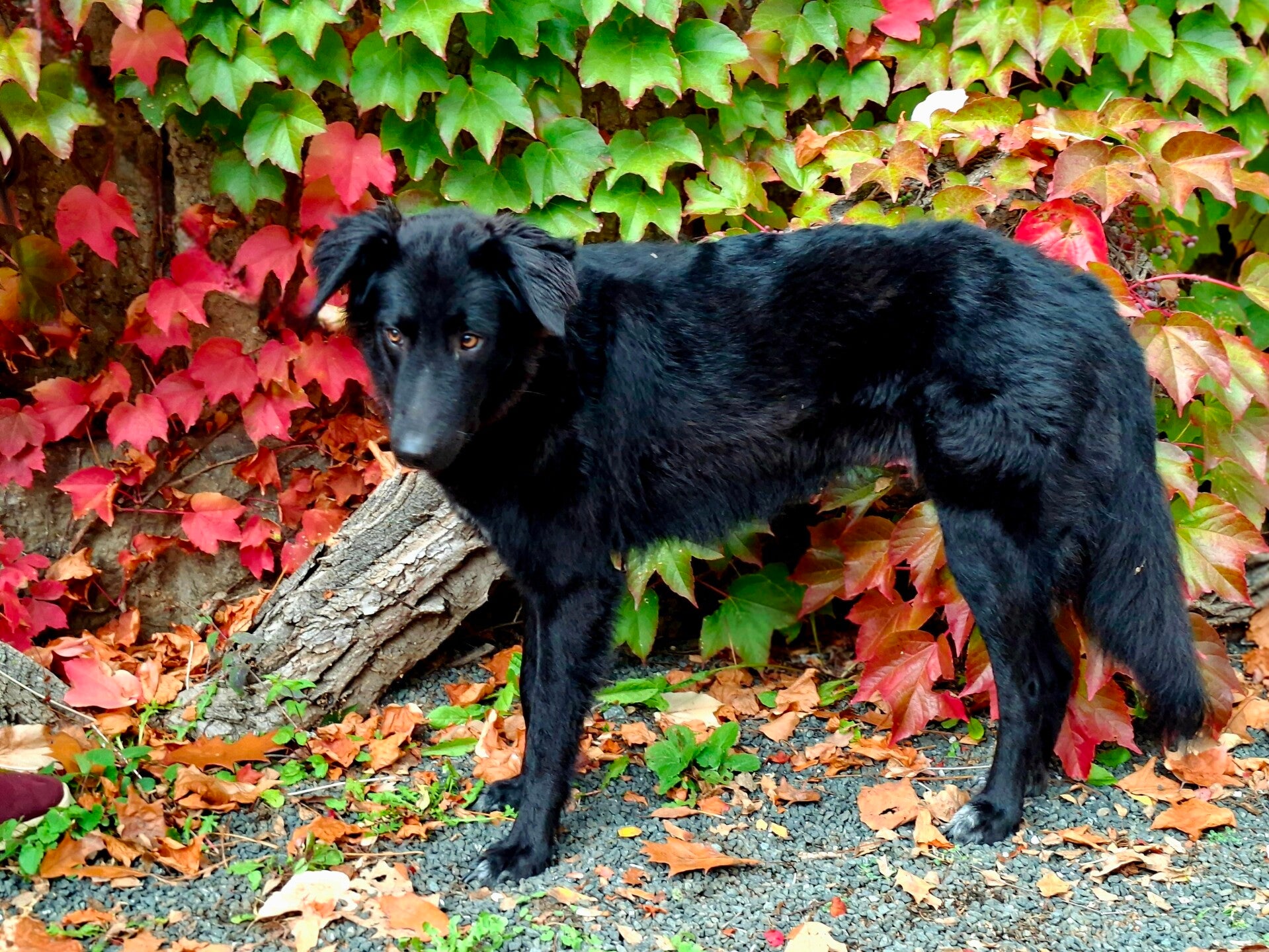Erziehung, Erwachsener Hund,, Einzeltraining, Hundebegegnungen,  Hund zieht an der Leine, Hund rastet aus, Hund kann nicht alleine bleiben, Spaß mit Hund, gut erzogener Hund,,  individuelles Hundetraining. Hundeschule Dillenburg Donsbach,  Haiger, Herbern