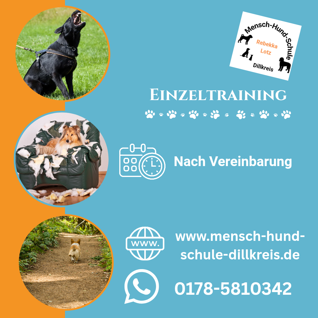 Anmeldung Einzeltraining Mensch-Hund-Schule Dillkreis, Buchen, mobiles Hundetraining in Dillenburg, Herborn, Haiger und Umgebung, für Hunde jeden Alters, bei zertifizierter Hundetrainerin  nach Tierärztekammer Niedersachsen, Jagdverhalten, Alleinebleiben.