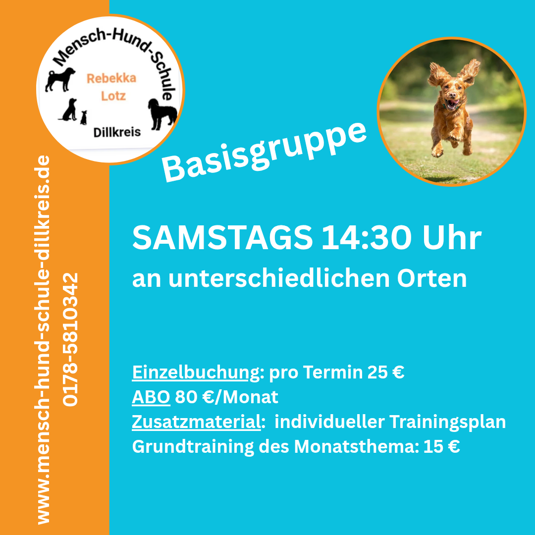 Junghundetraining in Dillenburg, Herborn und Haiger mit zertifizierter Hundeschule Rebekka Lotz von der Mensch-Hund-Schule Dillkreis.