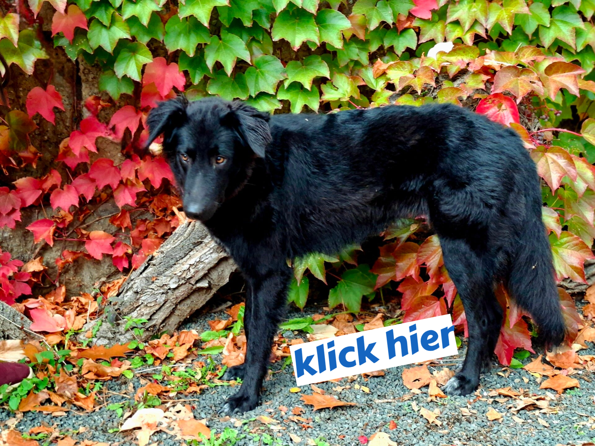 Hundetraining in Dillenburg,  Herborn, und Haiger auch für Erwachsene Hunde 