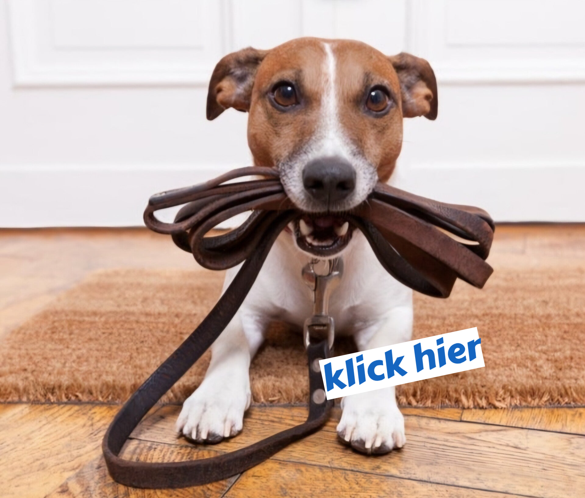 Hundeerziehung in der Hundeschule von Rebekka Lotz in Dillenburg 