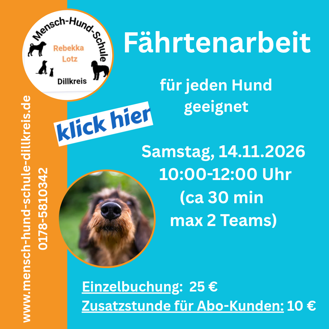Nasenarbeit in Dillenburg mit zertifizierter Hundetrainerin Rebekka Lotz von der Mensch-Hund-Schule Dillkre
