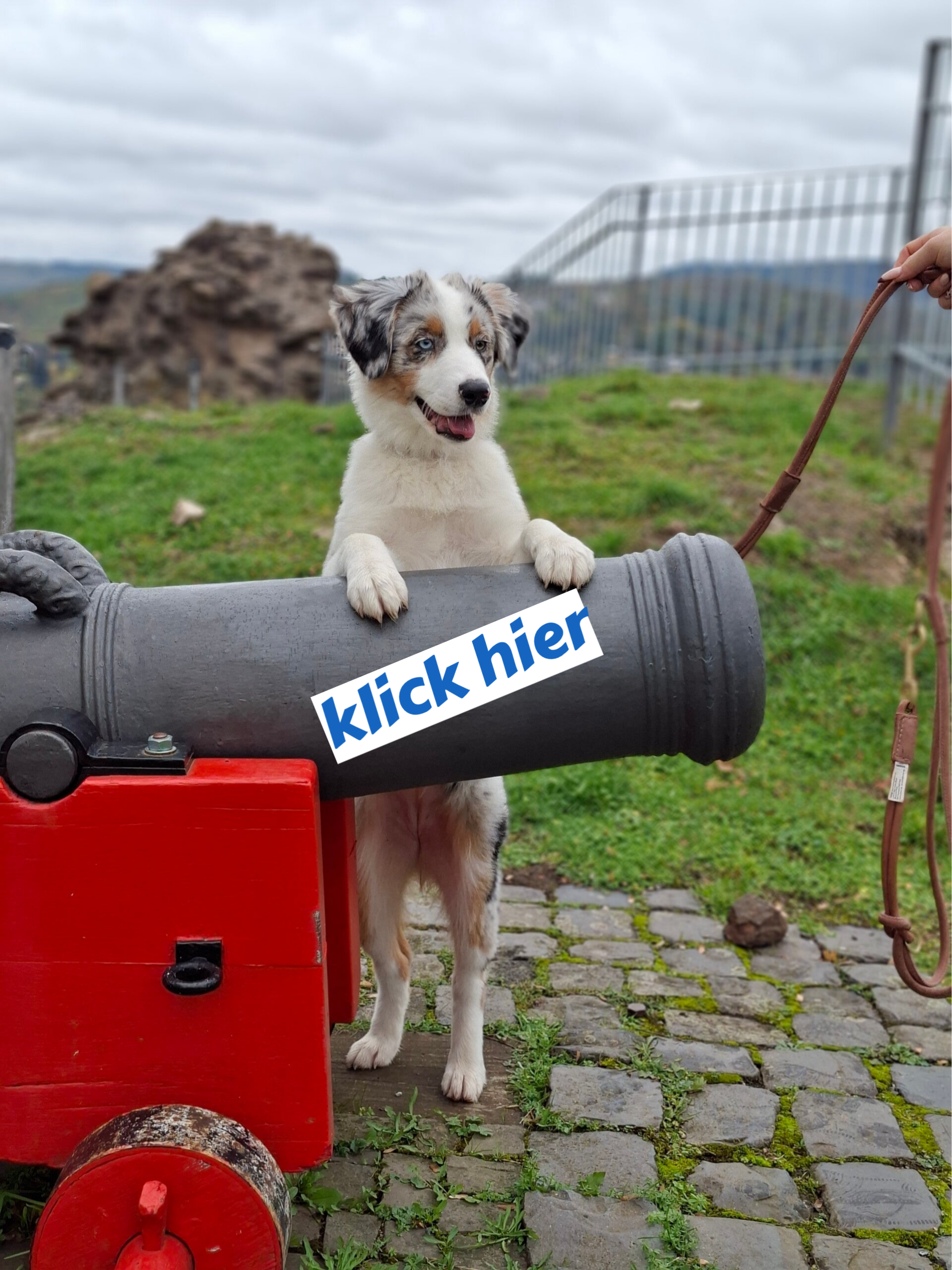 Junger Australien Shepherd am Wilhelmsturm Dillenburg mit Hundeschule Mensch-Hund-Schule Dillkreis von Rebekka Lotz