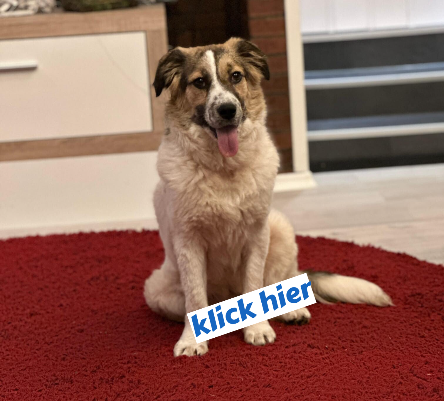 Hundetraining auch für Tierschutzhunde in Dillenburg und Umgebung mit zertifizierter Hundetrainerin Rebekka Lotz 