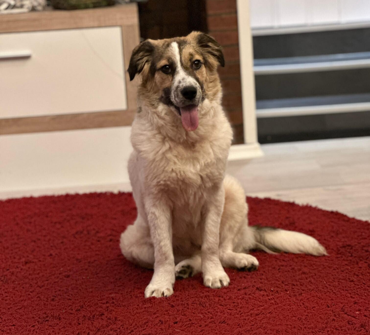 Hund aus dem Tierheim,  Tierschutz Hund, Straßenhund, Hund aus der Tötung, ängstlicher Hund, Angsthund, Hilfe mein Hund jagd, Hundeerziehung Dillenburg Donsbach,  angepasstes Hundetraining, Einzeltraining, Herborn Haiger LDK Ewersbach Eschenburg Driedorf 