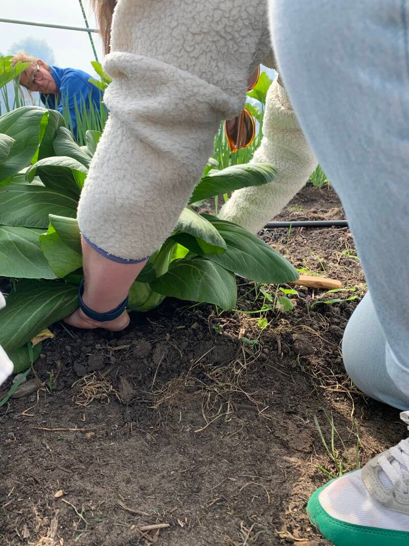 eerste oogst voorzichtig uit de grond halen