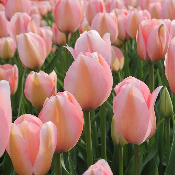 Tulp Bella Blush (10 stuks)