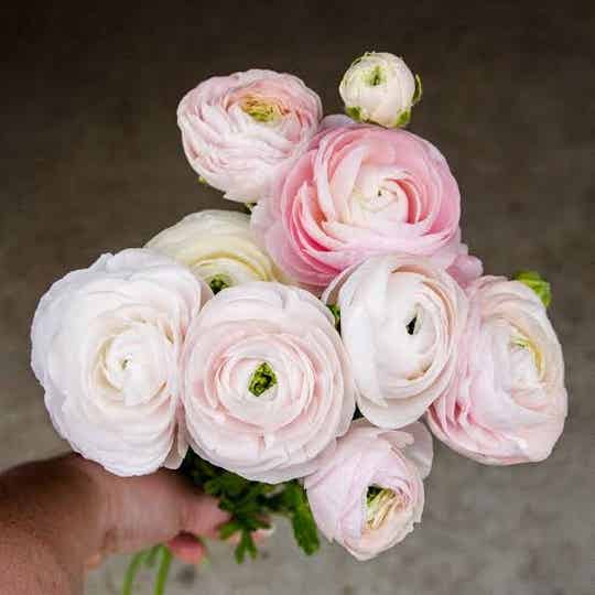 Ranunculus Elegance Chamallow | Ranonkels Chamallow