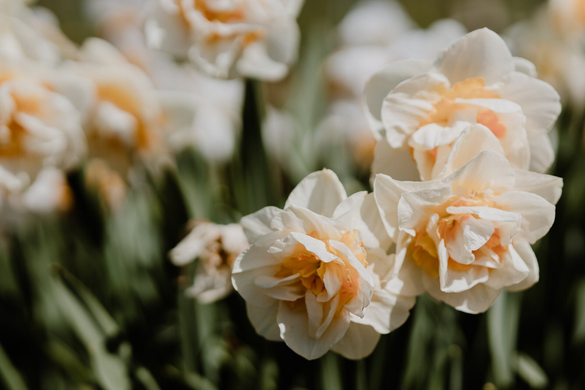 Koop nu narcis Replete | Flower happiness