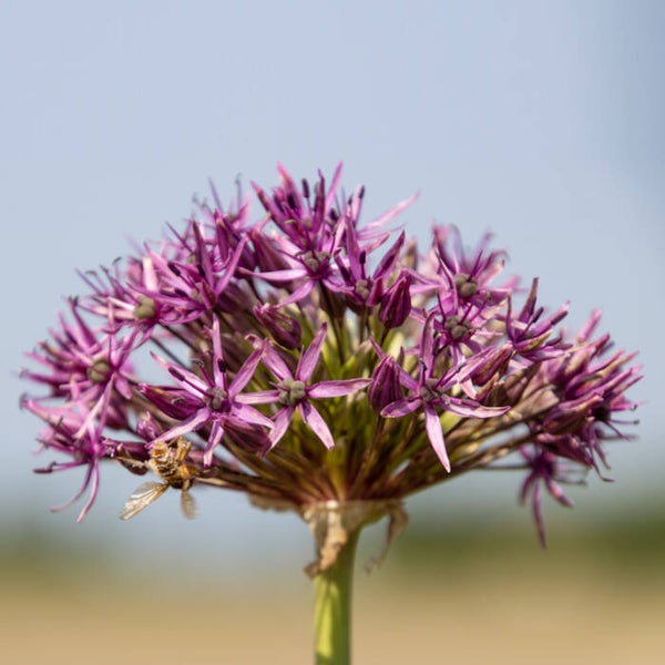 Allium Voilet Beauty | Duurzame oogst
