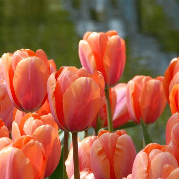 Tulp Apricot Impression (10 stuks)