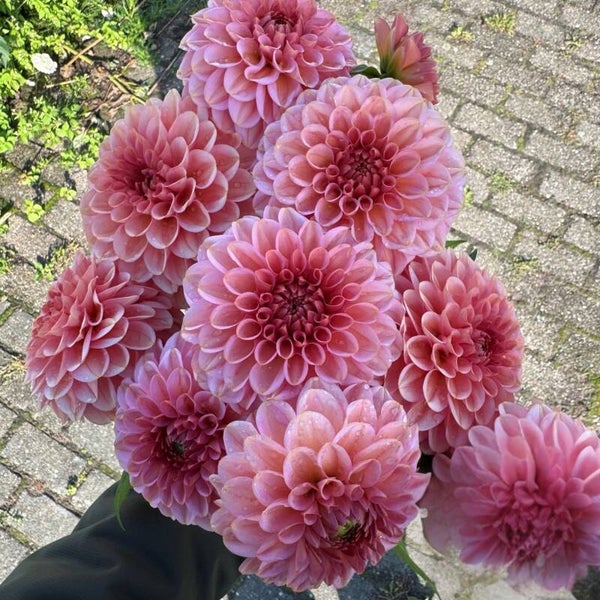 Dahlia Bazuin Ymke
