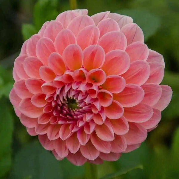 Dahlia Nathalie