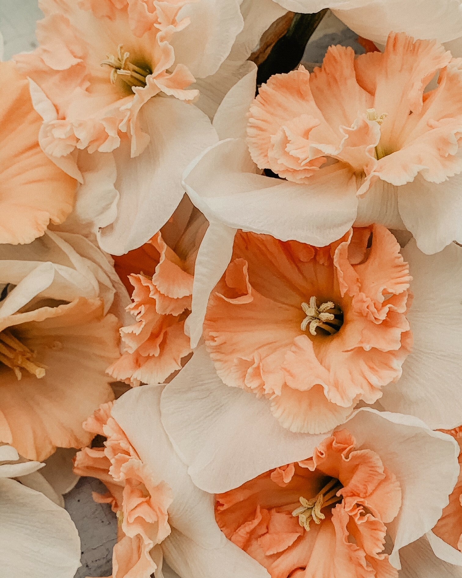 Koop nu narcis Proecosious | Flower happiness