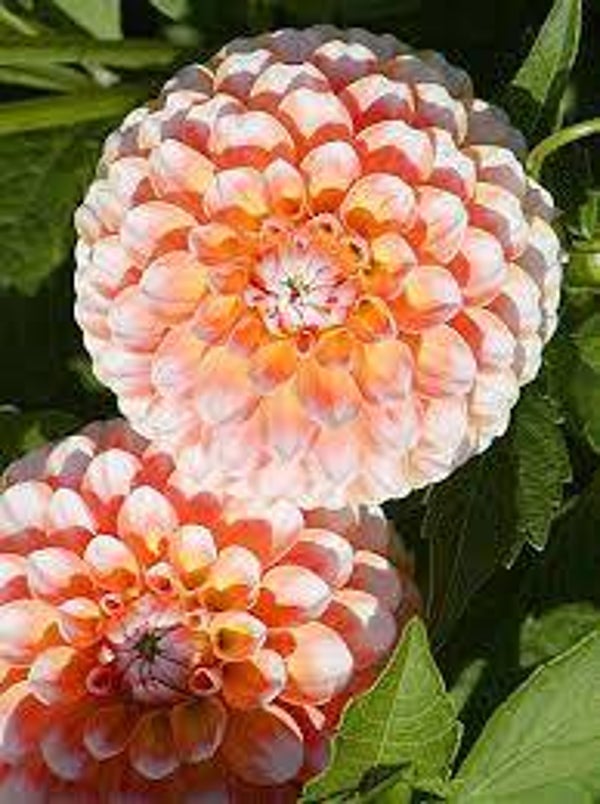 Dahlia Brandon James