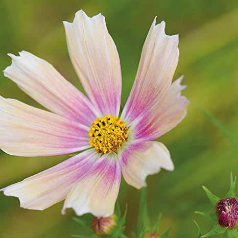 Cosmos Apricot Lemonade voor de pluktuin, vroegbloeiend