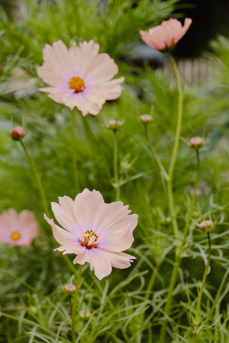 cosmos Apricotta een prachtige zalmroze variant. perfect voor de pluktuin en in boeketten