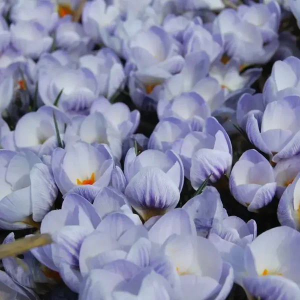 Crocus Chrysanthus Blue Marlin (10 stuks)