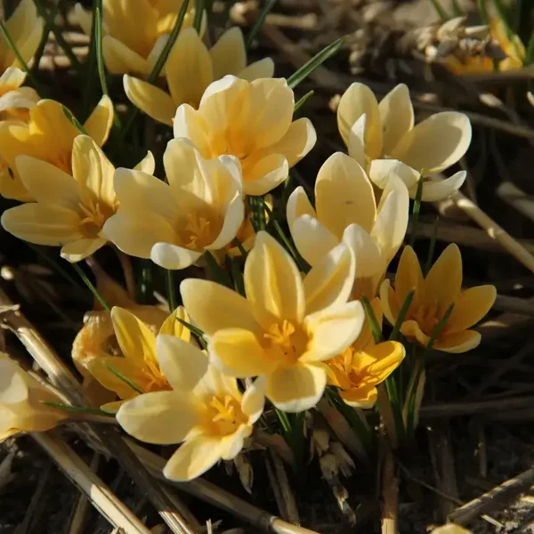 Crocus Chrysantus Romance (10 stuks)