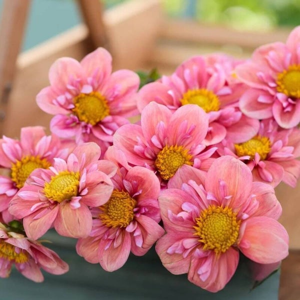 Dahlia Strawberry BonBon
