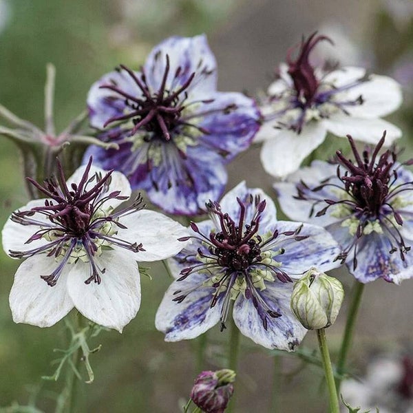 Nigella Damascena Delfst Blue | Juffertje in het groen