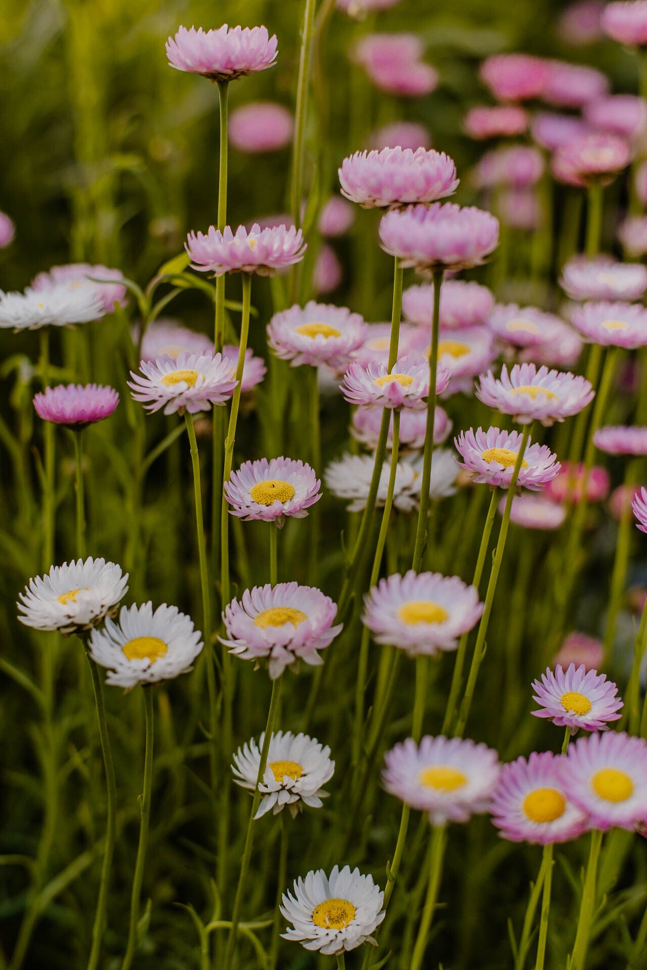 Koop nu droogbloemzaden papierbloem | Flower happiness
