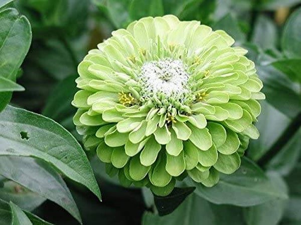 Zinnia Envy green | Zinnia