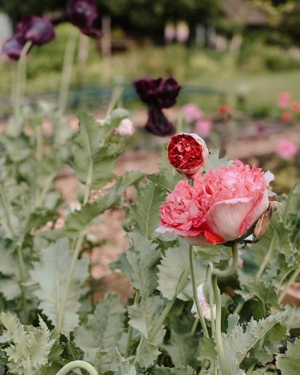 Papaver Somniferum Flemisch Antique | Slaapbol Flemisch Antique