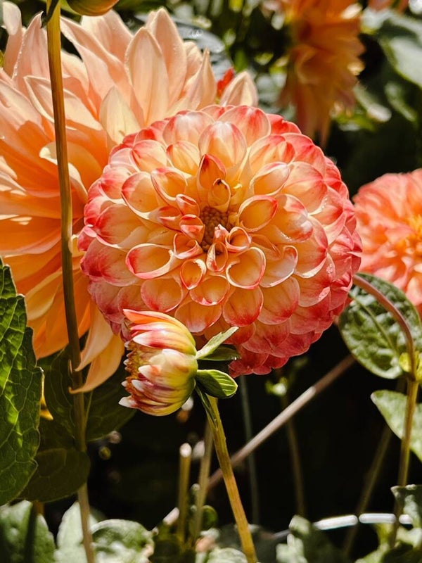 Dahlia Hollyhill Calico