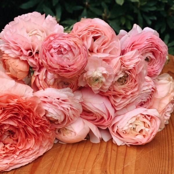 Ranunculus Lovely Pastel | Ranonkels Lovely Pastel