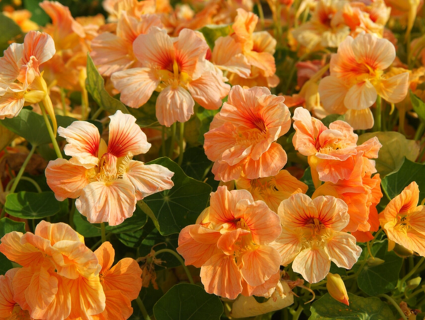 Tropaeolum Minus Tip Top Apricot | Oost-Indische kers