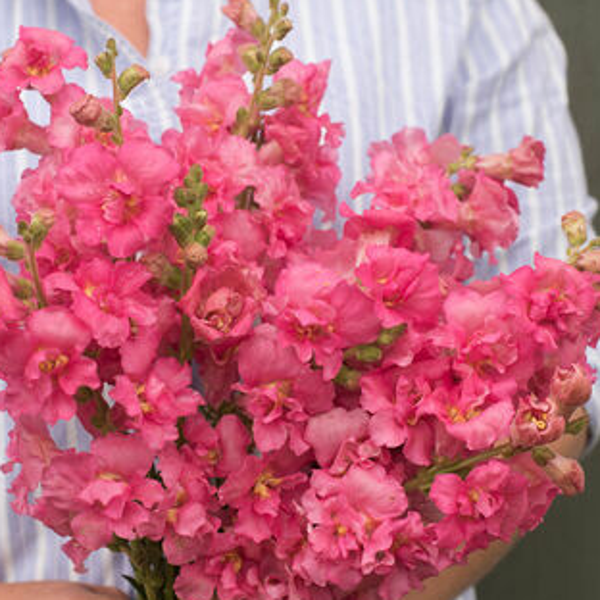Antirrhinum Madame Butterfly rose | Leeuwebek dubbel rose