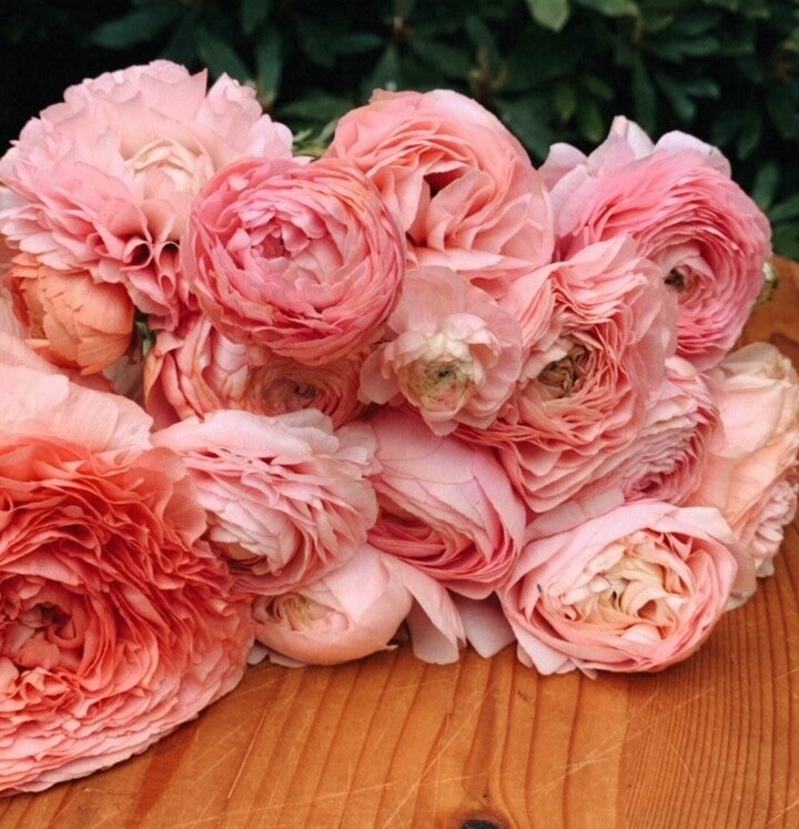 Koop nu Italiaanse Ranonkels pastel