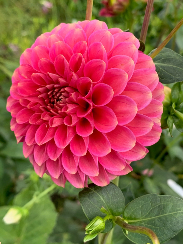 Dahlia Dikara Superb