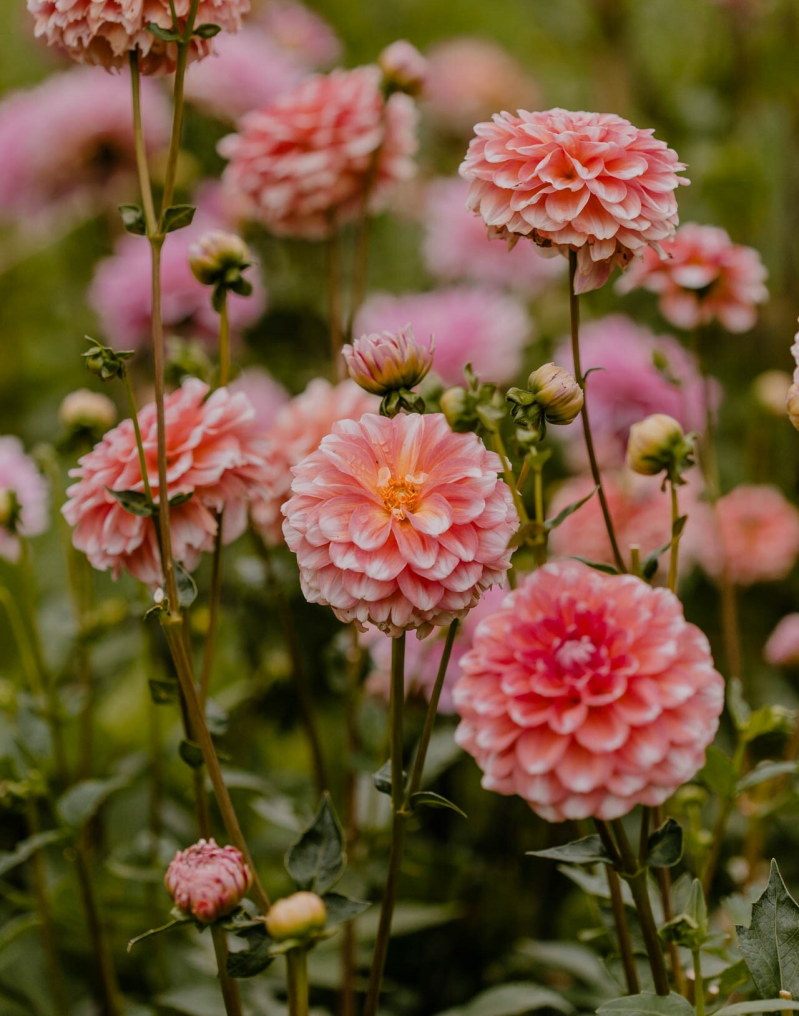 Alle soorten dahlia voor de bloementuin en pluktuin of op je terras
