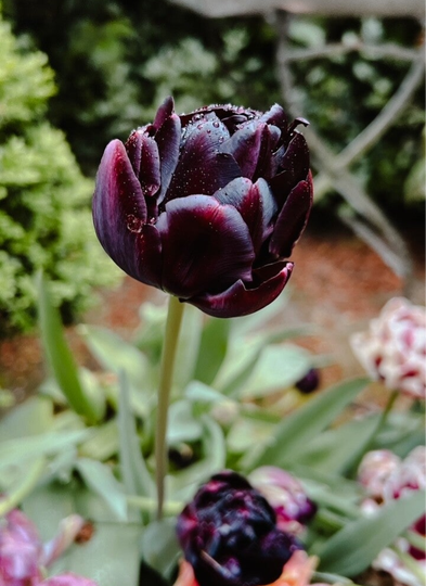 Tulp Black Hero ( 10 stuks)
