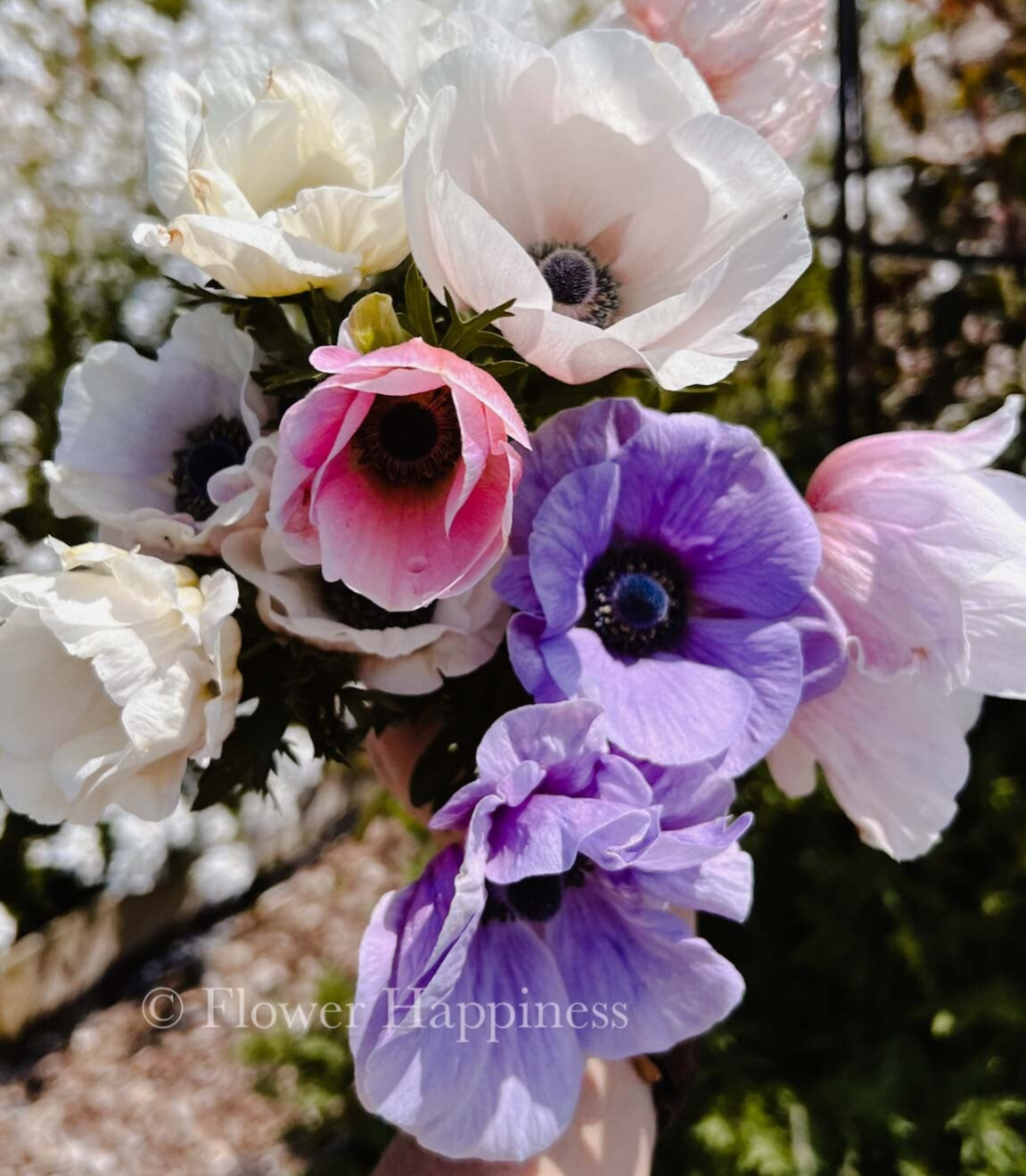 Anemone Pastel | Anemoon Pastel