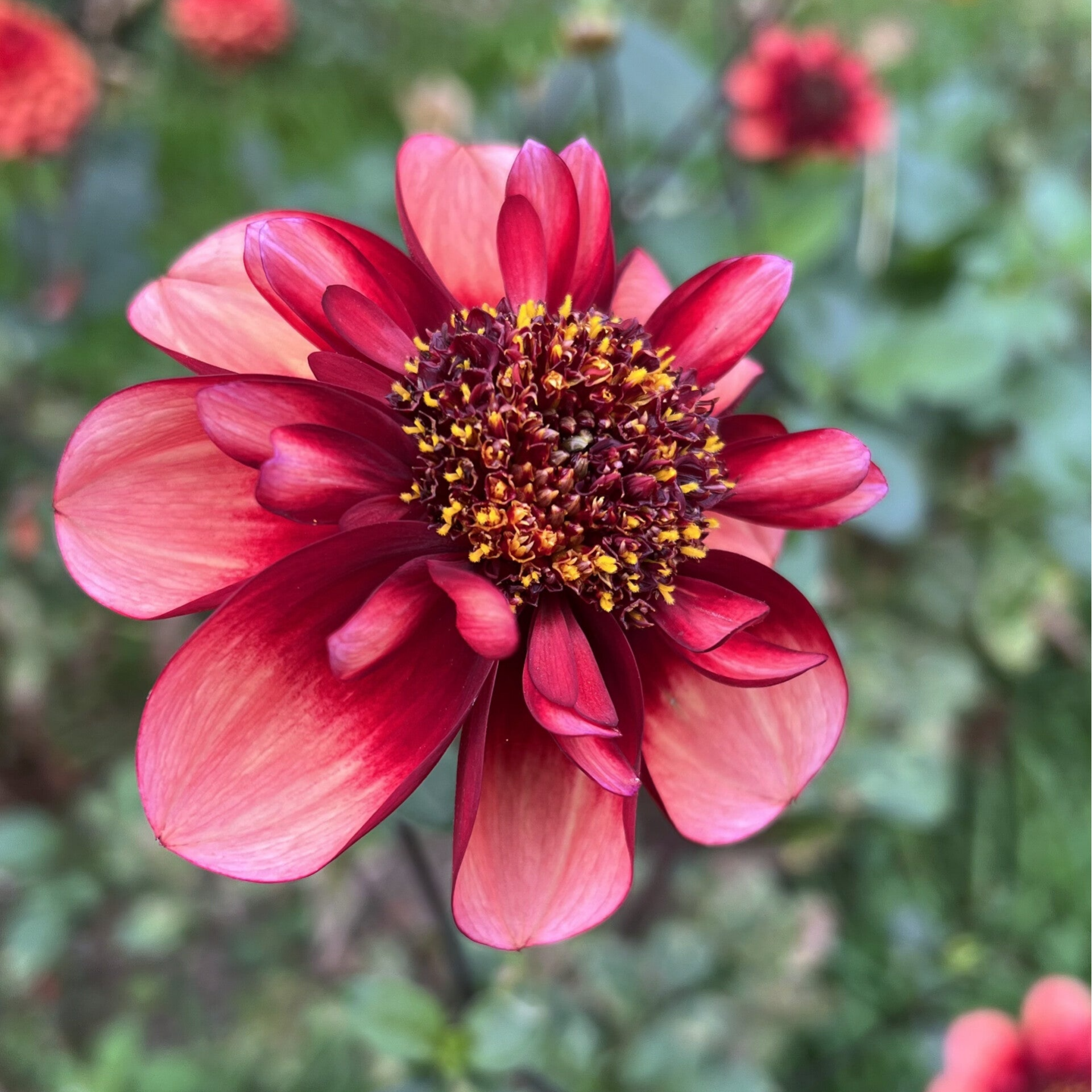 Dahlia Princes Nadine