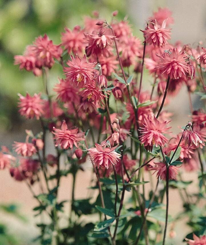Aquilegia Rose Barlow | Akelei roze
