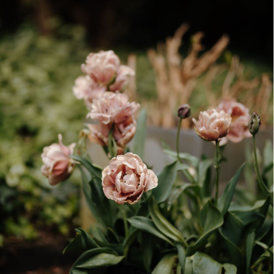 Tulp La Belle Epoque (10 stuks)