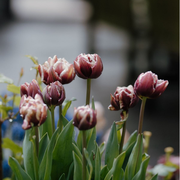 Tulp Wyndham ( 10 stuks)