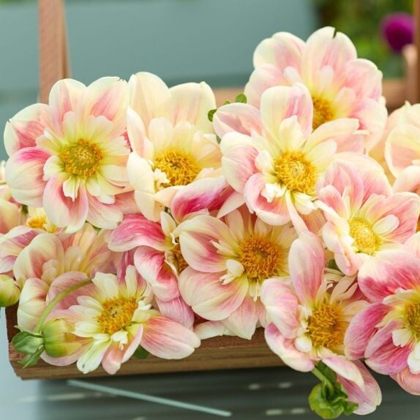 Dahlia April Heather
