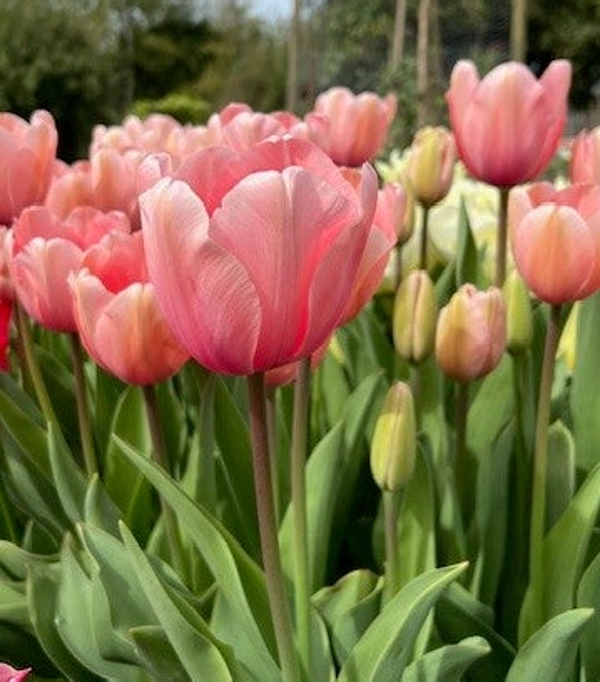 Tulp Salmon Impression (10 stuks)