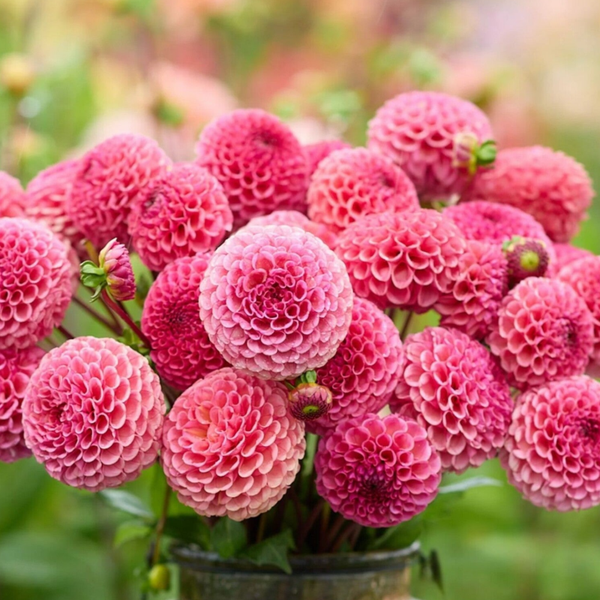 Dahlia Ferncliff Rusty