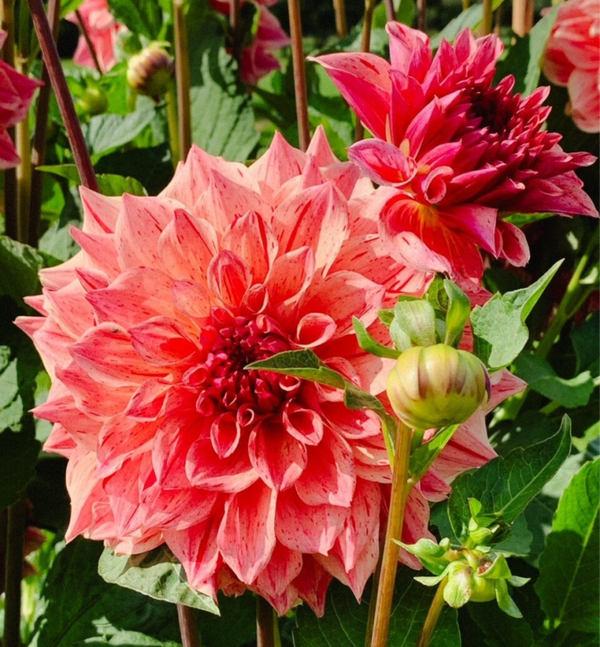 Dahlia Sturm Princes