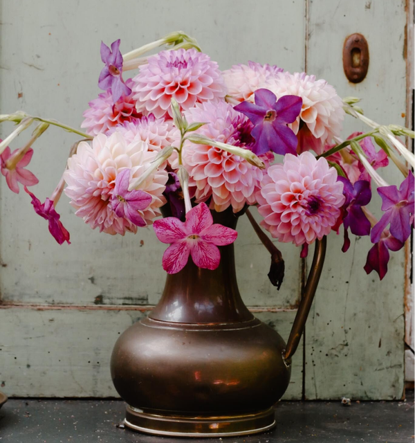 Dahlia Wine Eyed Jill